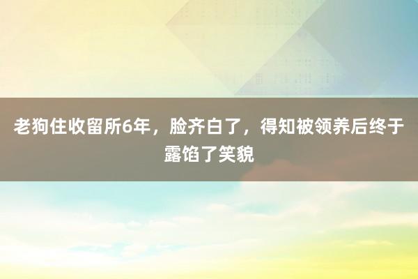 老狗住收留所6年，脸齐白了，得知被领养后终于露馅了笑貌